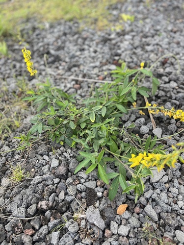 Melilotus indicus observed 2024-04-23