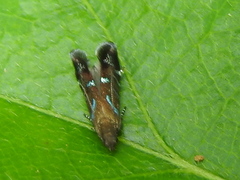 Strobisia proserpinella