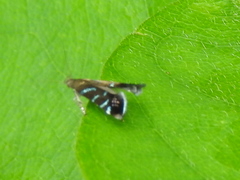 Strobisia proserpinella