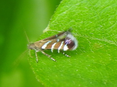 Strobisia proserpinella