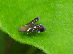 Strobisia proserpinella