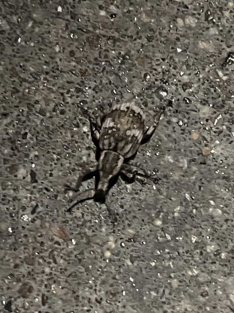 Omileus epicaeroides
