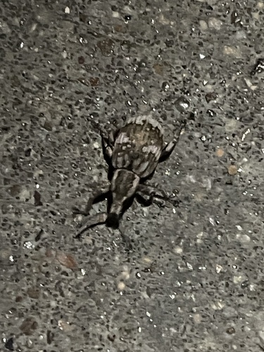 Omileus epicaeroides