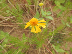 Helenium amarum amarum