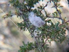 Berberis boliviana