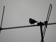 Turdus merula
