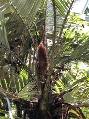 Astrocaryum mexicanum