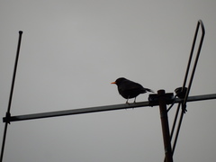 Turdus merula
