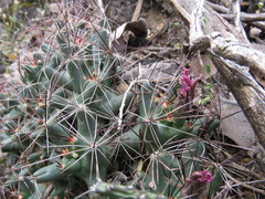 Coryphantha macromeris runyonii