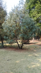 Pinus maximartinezii