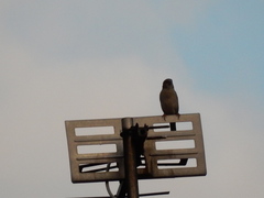 Passer domesticus
