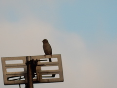 Passer domesticus