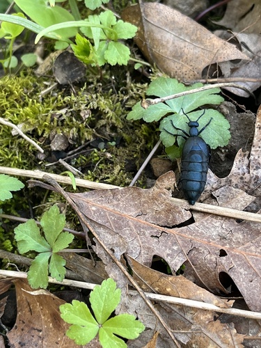 Short-winged Blister Beetle photo 4