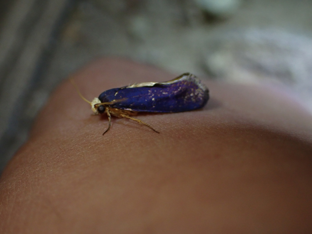 Edosa caerulipennis