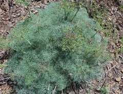 Lomatium columbianum