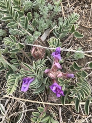 Astragalus shortianus
