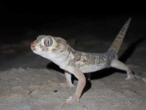 Bedriaga's Wonder Gecko, Teratoscincus bedriagai