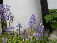 Hyacinthoides hispanica
