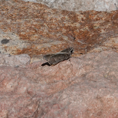 Atrytonopsis pittacus
