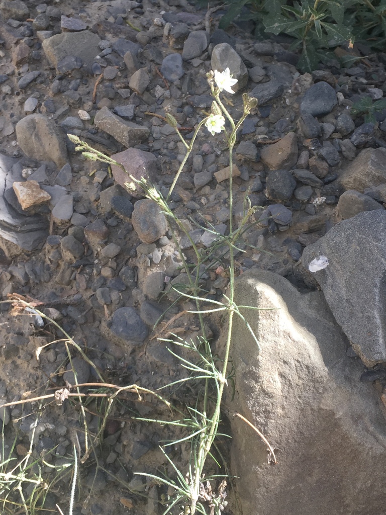 Spergularia fasciculata