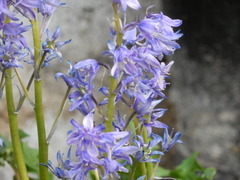Hyacinthoides hispanica