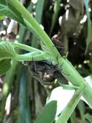 Piezogaster auriculatus