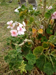 Pelargonium × hybridum