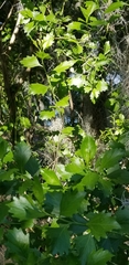 Baccharis halimifolia image