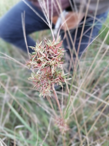 Foto de Citronela