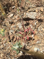 Malacothrix floccifera