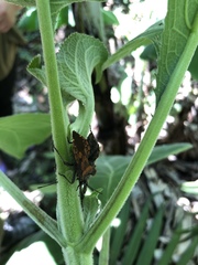 Piezogaster auriculatus