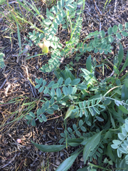 Astragalus cibarius