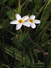 Leptosiphon parviflorus