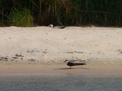 Rynchops flavirostris