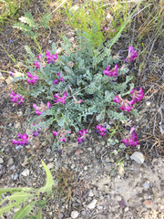 Astragalus utahensis