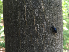 Cerogria janthinipennis