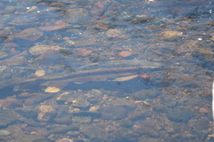 Catostomus catostomus