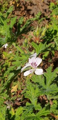 Pelargonium