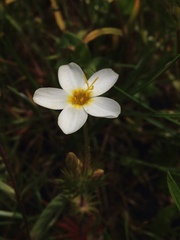 Leptosiphon parviflorus