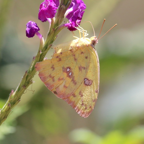 Cloudless sulphur