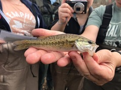 Micropterus henshalli