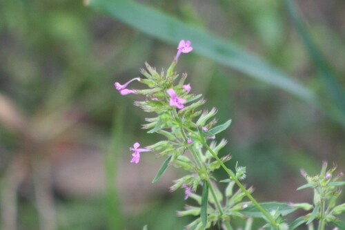 Image of Hedeoma acinoides by no rights reserved