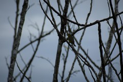 Euphonia chrysopasta