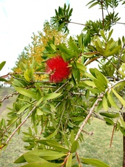 Melaleuca
