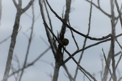 Euphonia chrysopasta