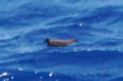 Bulwer's Petrel