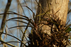 Encyclia enriquearcilae