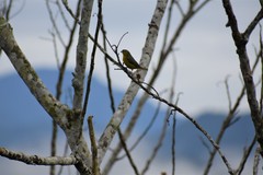 Euphonia chrysopasta