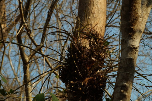 Encyclia enriquearcilae, photograph 3