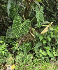 Philodendron verrucosum image